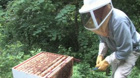 IMA TV:  Keeping Bees